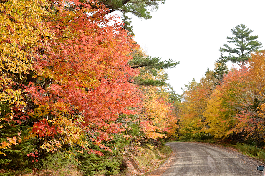 Colourful trees along the Old Margaree Road