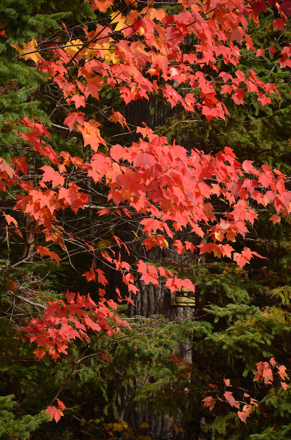 Bright red leaves on a maple in the sun along the Old Margaree Road