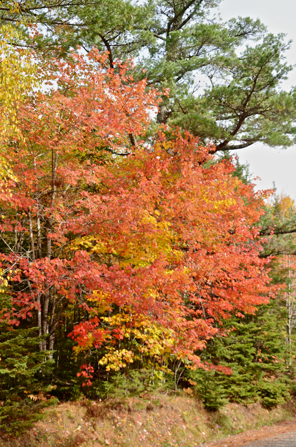 Red-coloured maple backed by a yellow and green colours tree