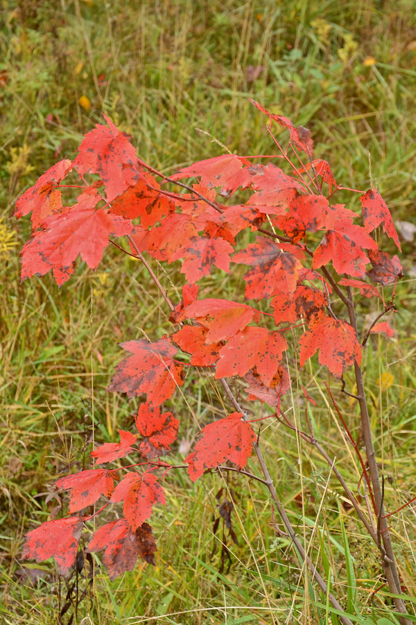 Small bright red maple along the Big Farm Road