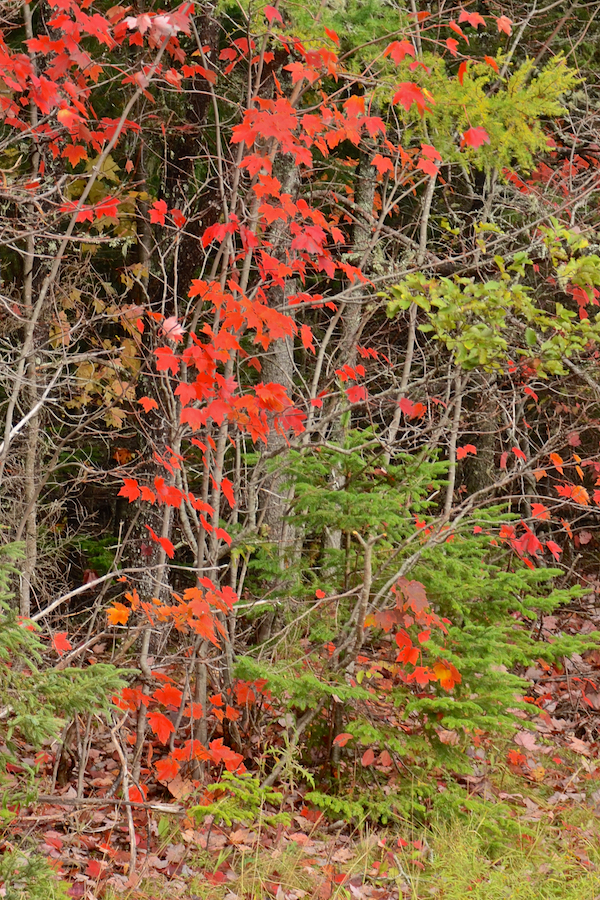 Small bright red maple along the Big Farm Road