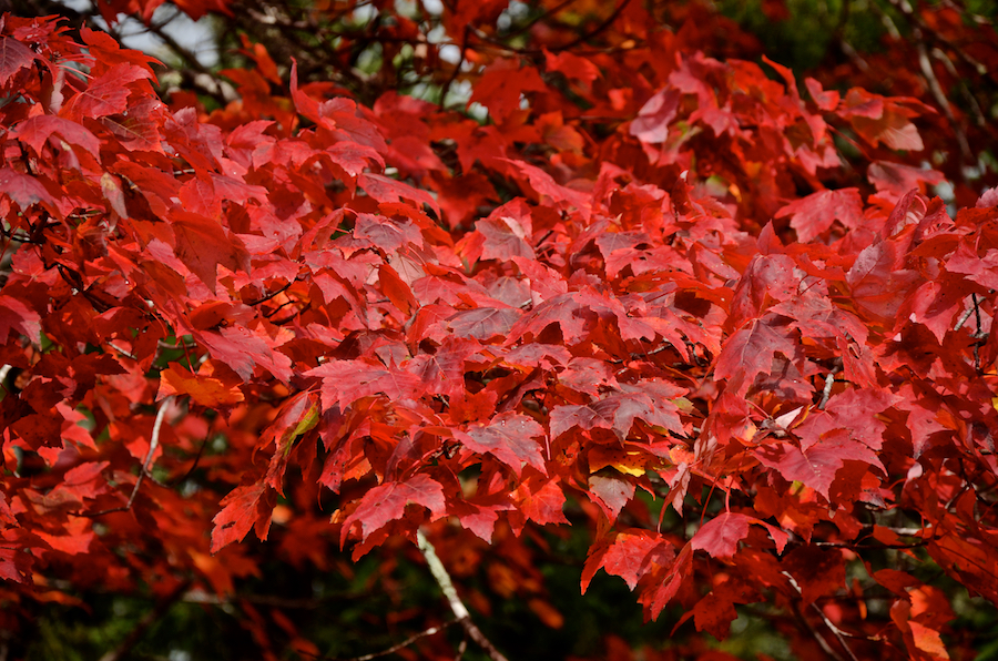 Close-up of the leaves on the red maple