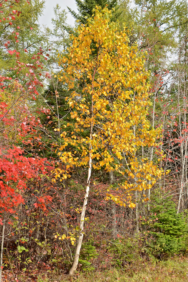 Yellow tree along the Big Farm Road