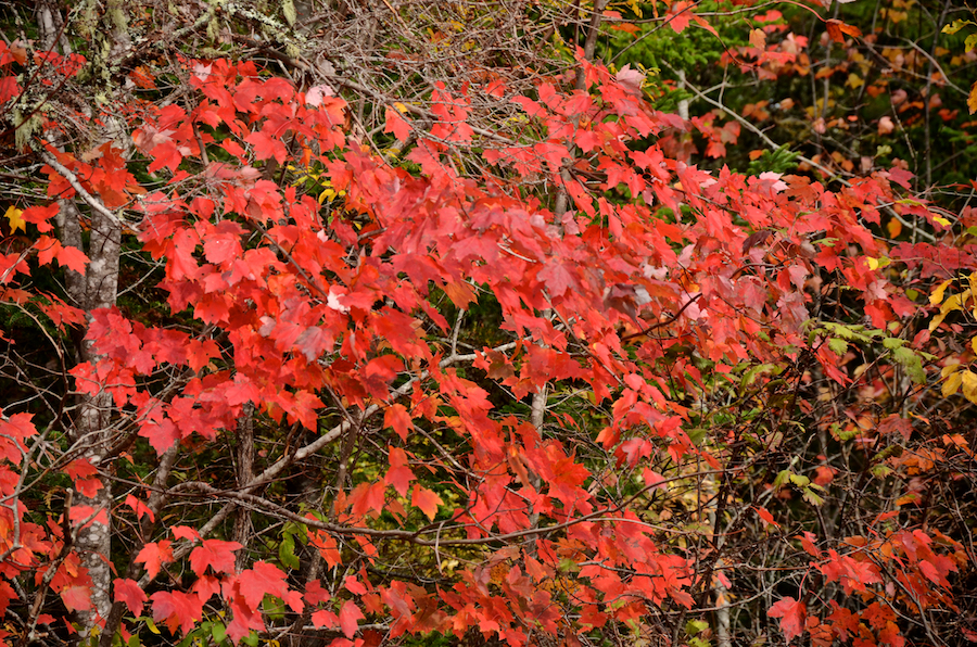 Red leaves on another maple along Big Farm Road