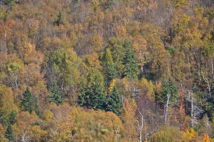 Trees below the open ridge on the relocated Beinn Alasdair Bhain (Fair Alistair’s Mountain) Trail