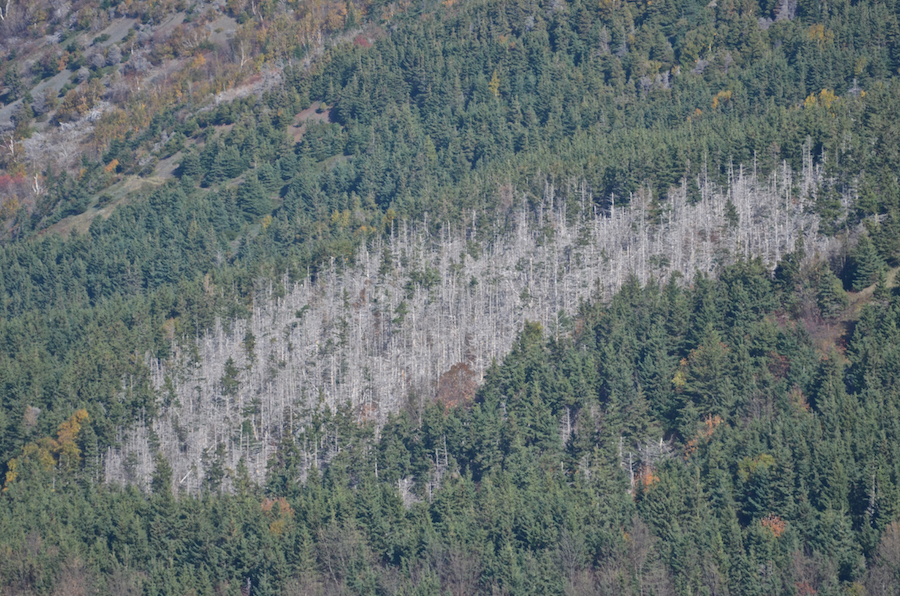 A devastated grove on the flanks of Beinn Bhiorach (Steep Mountain)