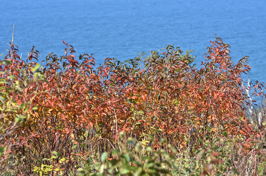 Red bushes overlooking the Gulf