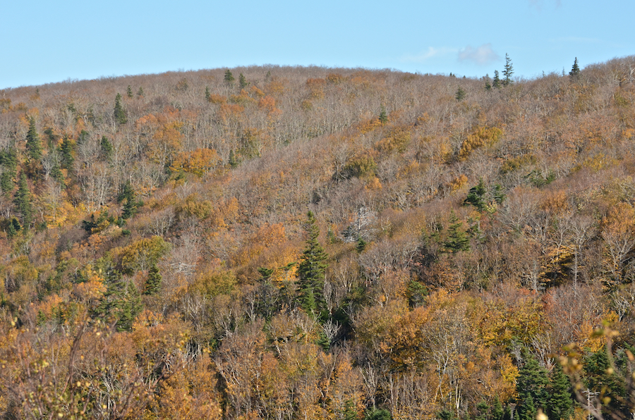 Late fall colours on the slopes of the “Beaton Mountains”