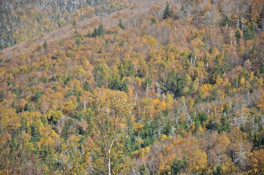 Late fall colours on the slope of one of the “Beaton Mountains”