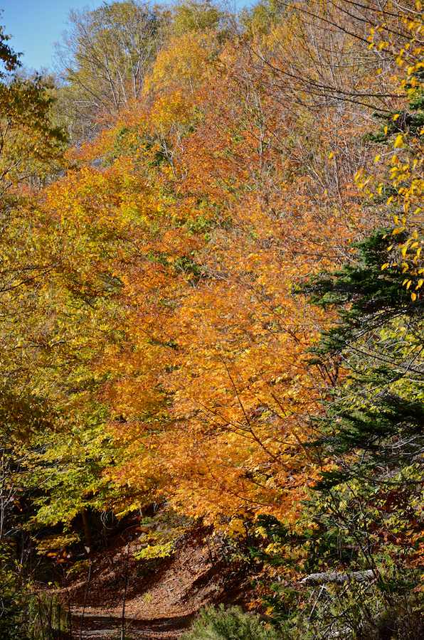 Colours along the Cul Na Beinne (Beyond the Mountains) Trail