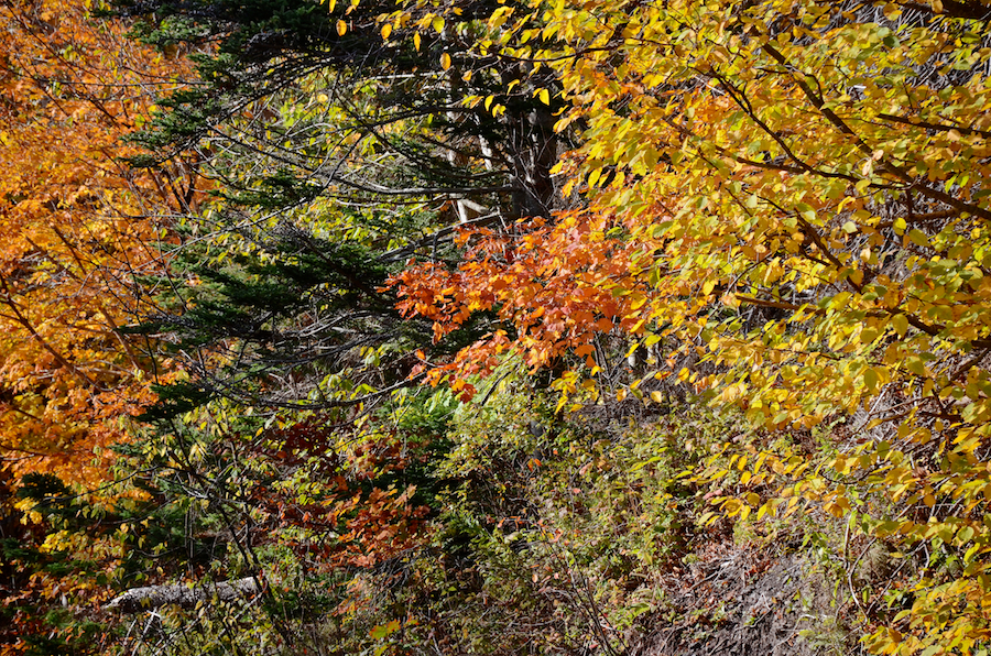 Mixed colours along the Cul Na Beinne (Beyond the Mountains) Trail