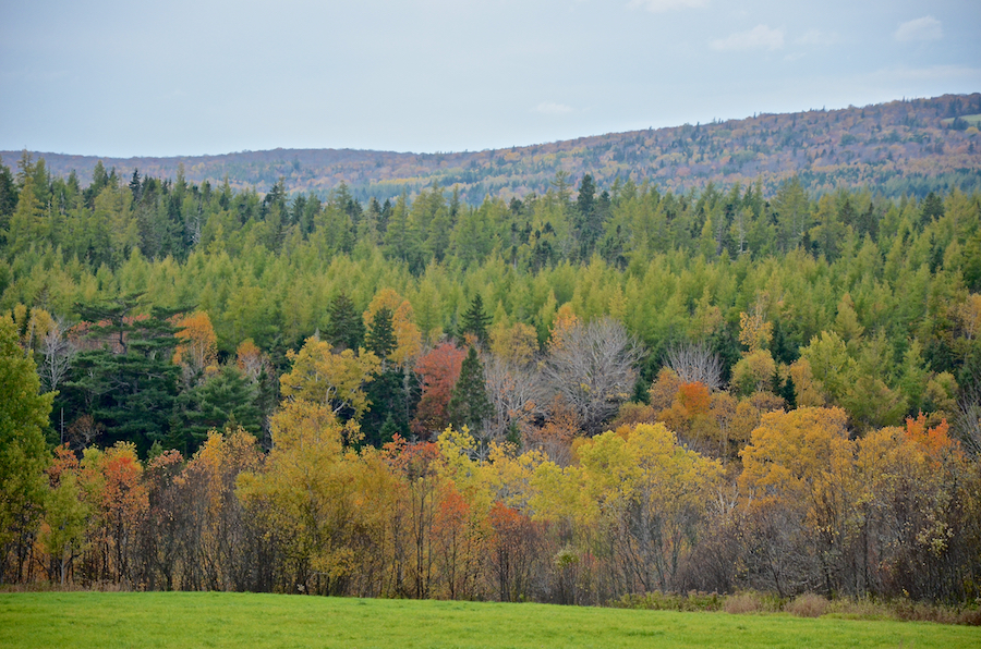 Colourful trees at the edge of the field on the Rosedale Road