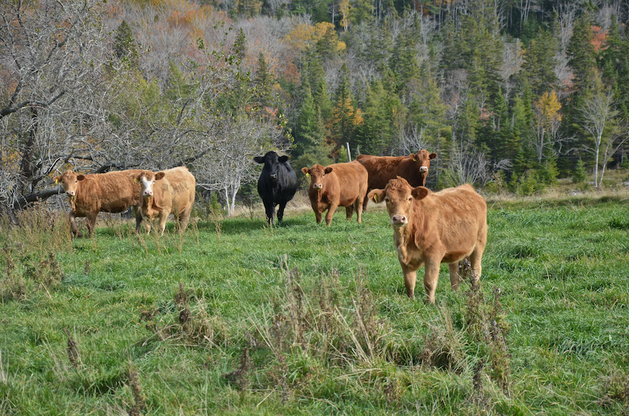 Wary cattle on Mabou Ridge
