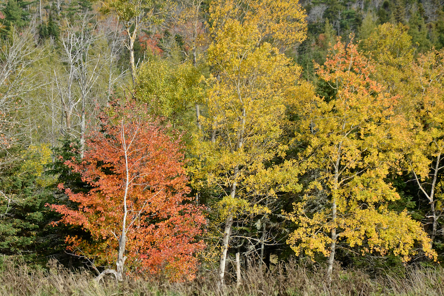Colourful trees on Southwest Ridge (Mabou Ridge)
