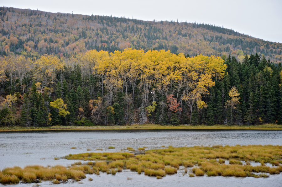 Stand of birches across the Mabou River
