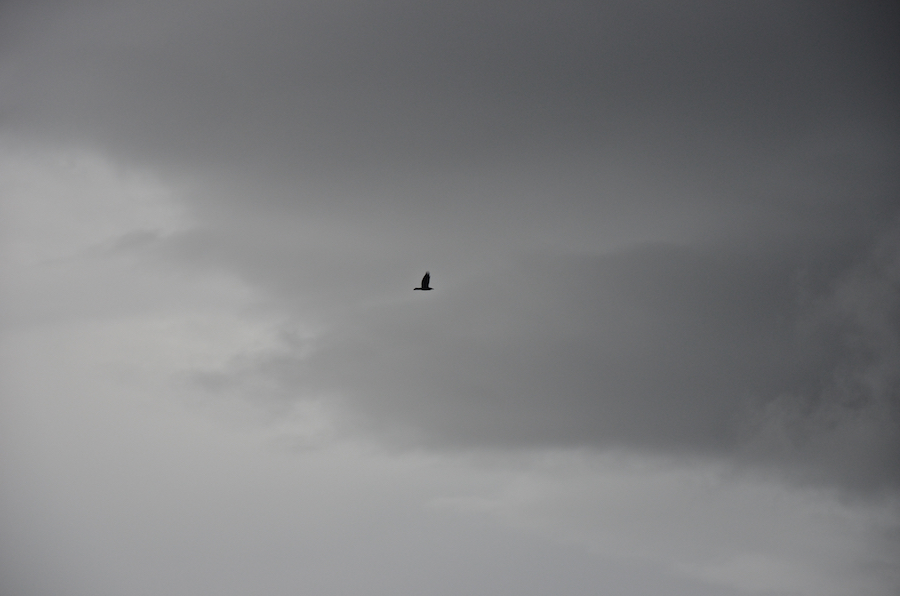 Eagle against grey rain clouds