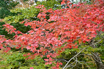 Red leaves along the Glencoe Road
