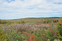 Looking across the Miramichi Brook Valley to the “Rosedale Ridge”