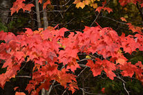 Amazing red leaves on a small maple in the sun along the Old Margaree Road