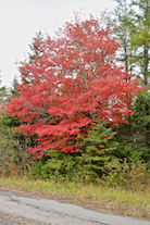 Bright red maple on the Big Farm Road
