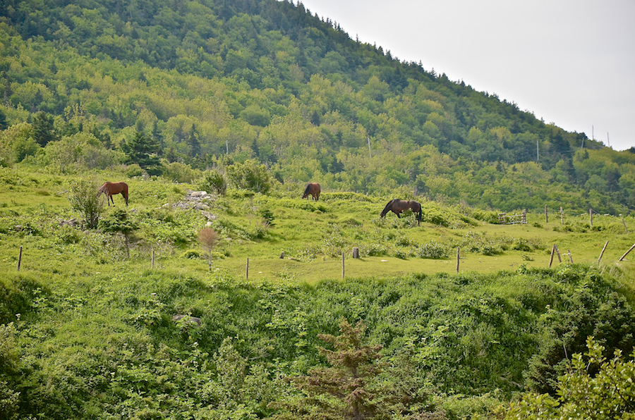 Horses grazing along the Meat Cove Road