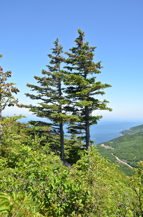 Two evergreens stand tall at the side of the mountain