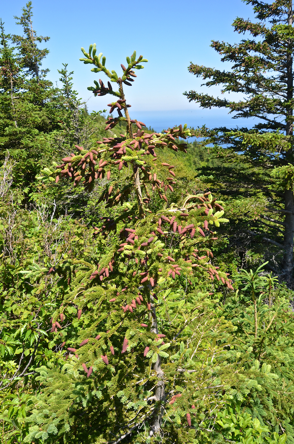 Cone-studded small spruce tree