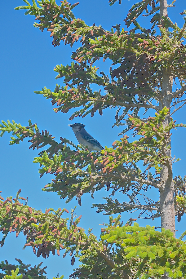 Blue jay