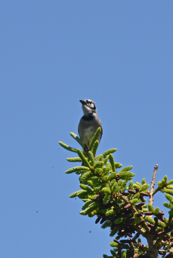 Another bird surveys the scene