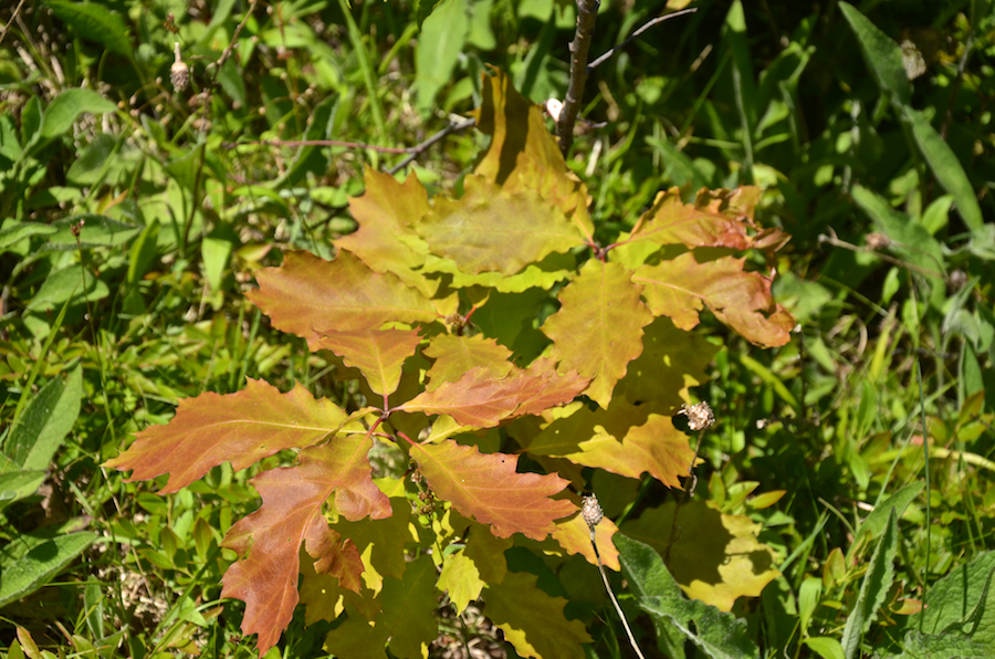 More new leaves