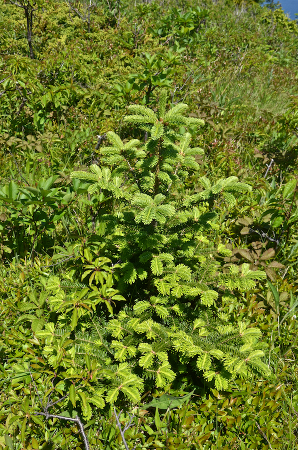 A young spruce