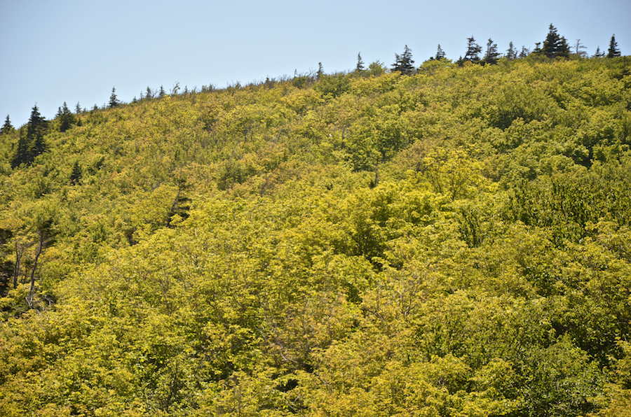 Close-up of the summit of the hillside above the Meat Cove Look-Off