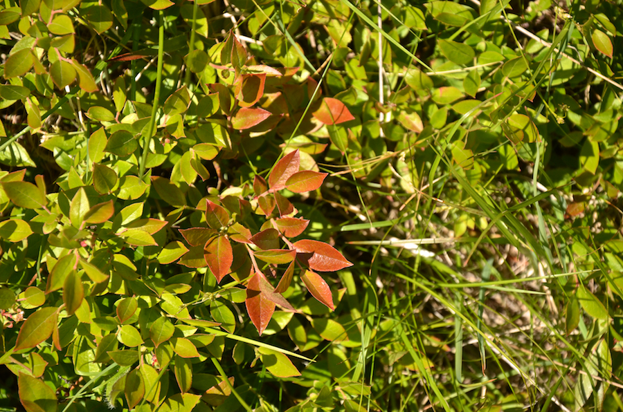 Still more new leaves