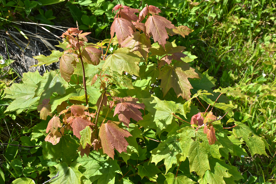 New leaves on a young maple tree