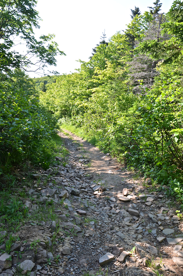 The Lowland Cove Trail