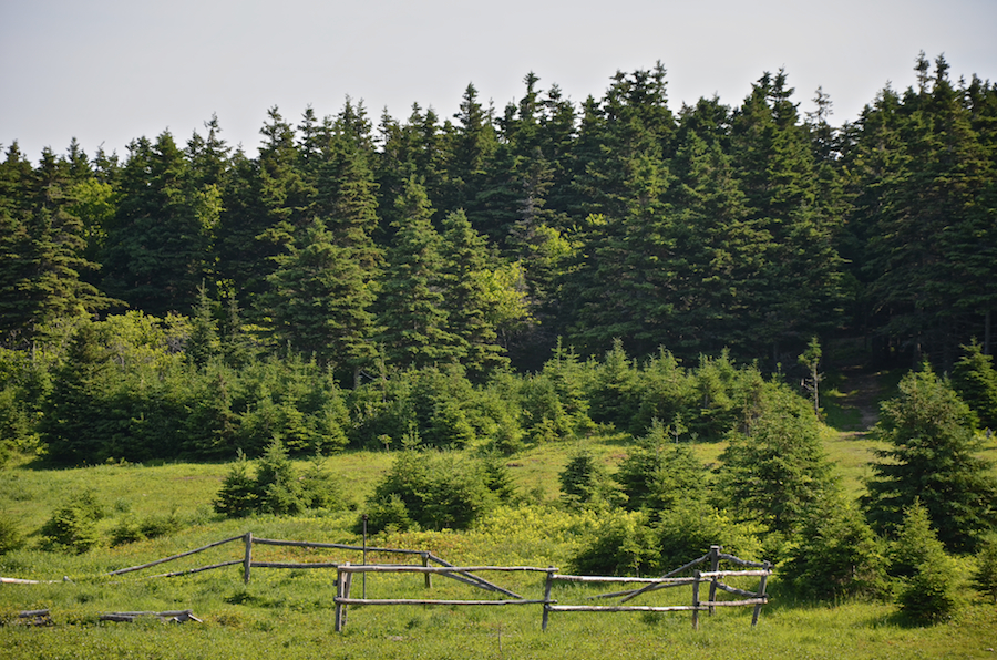 The rail fence (“corral”) at the old Fraser homestead