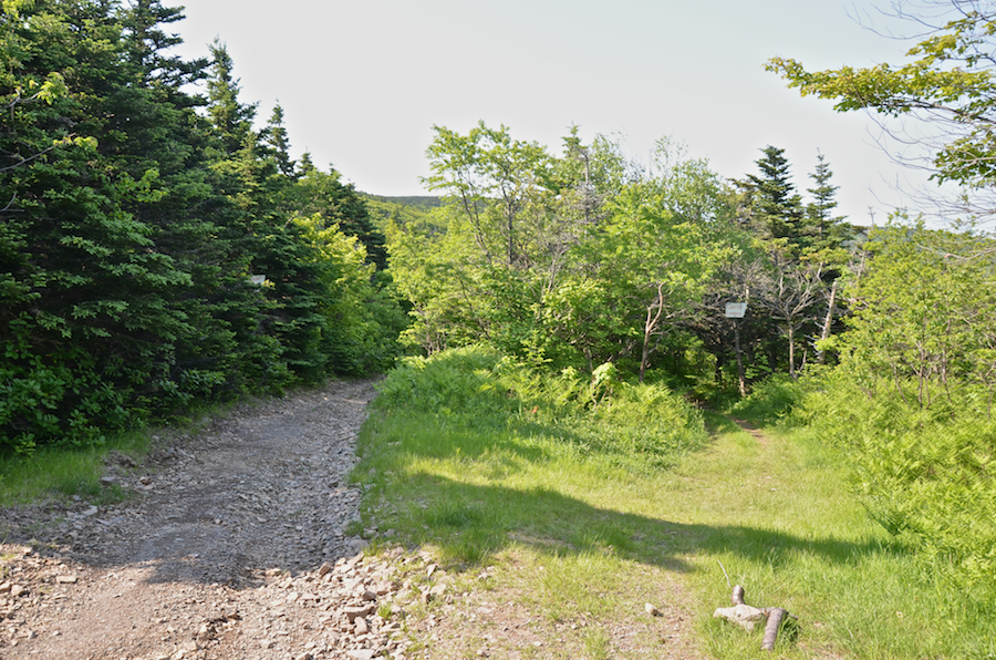 At the junction of the Lowland Cove and Cape St Lawrence Trails
