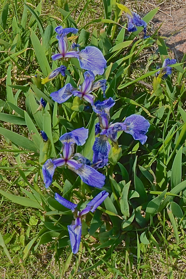 Iris near the automated light