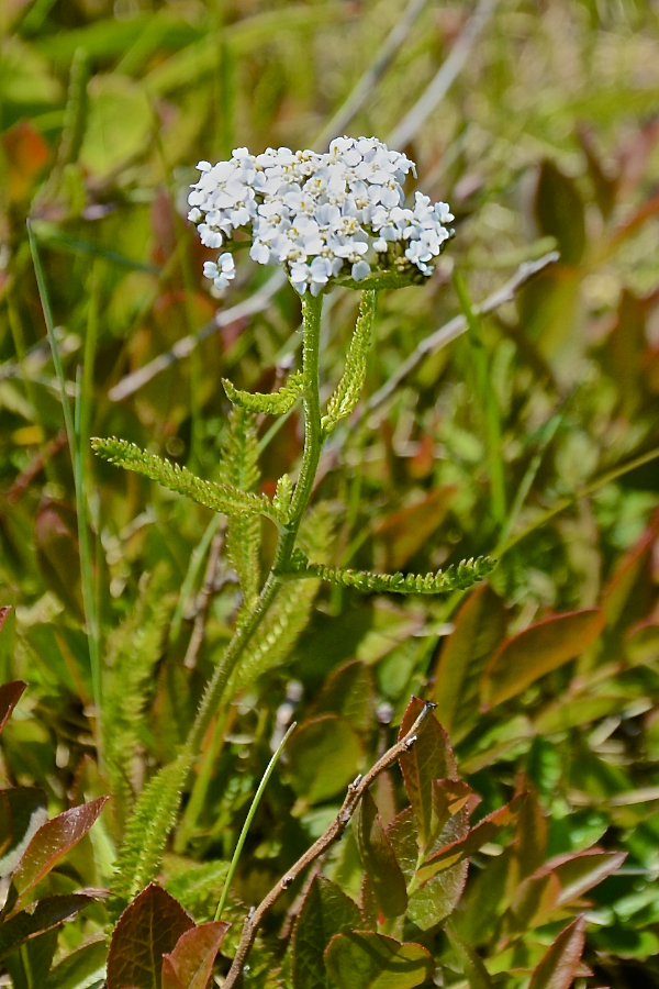 Yarrow