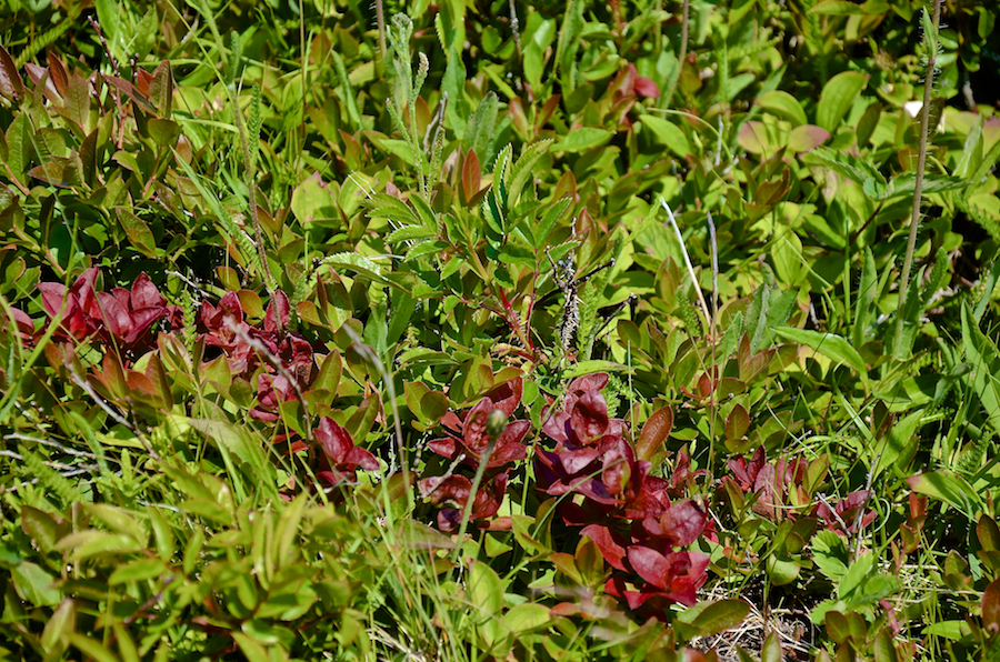 Red-leafed ground plant