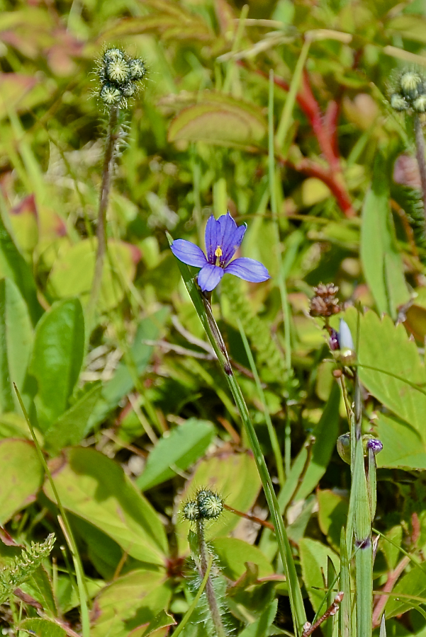 Pretty delicate blue flower