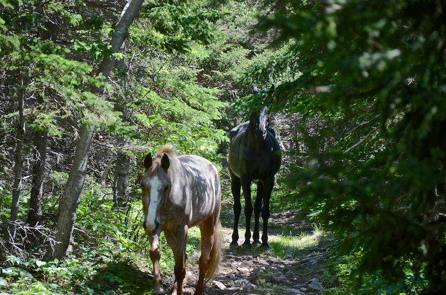 Two horses coming down the trail as I was going up