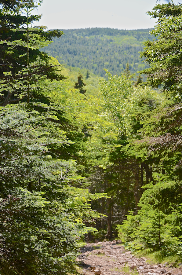 The Cape St Lawrence Trail along the escarpment