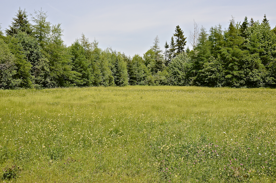 Field along the Dunmore Road