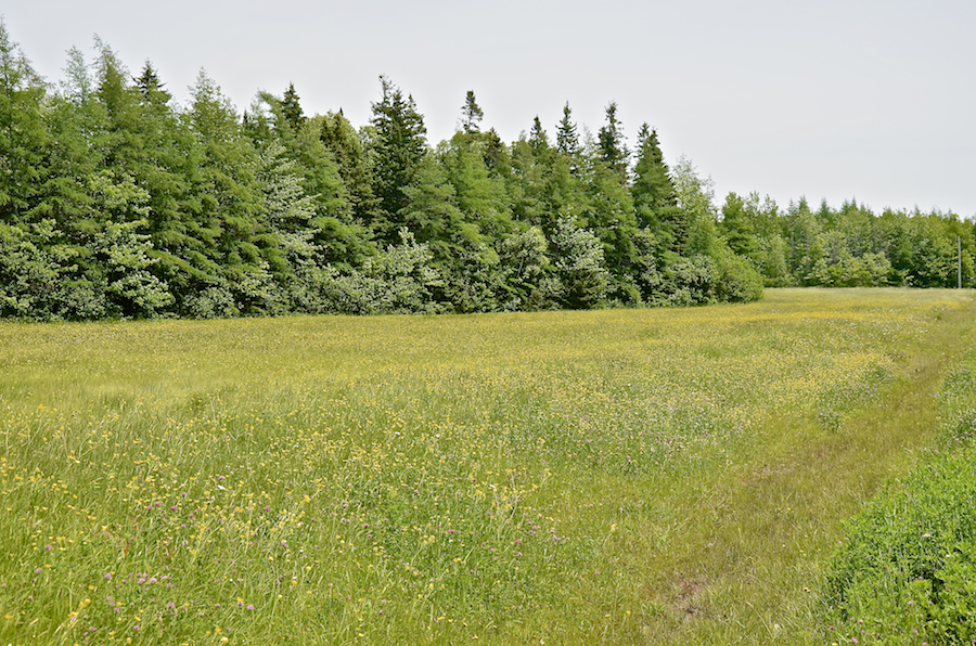 Field along the Dunmore Road