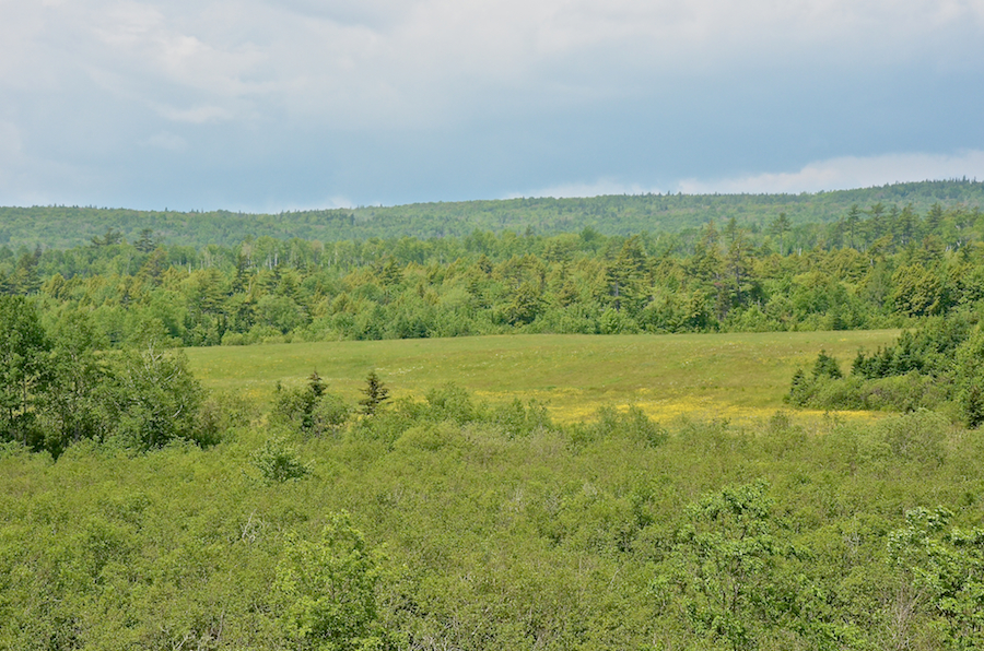 The Frenchvale Brook Valley