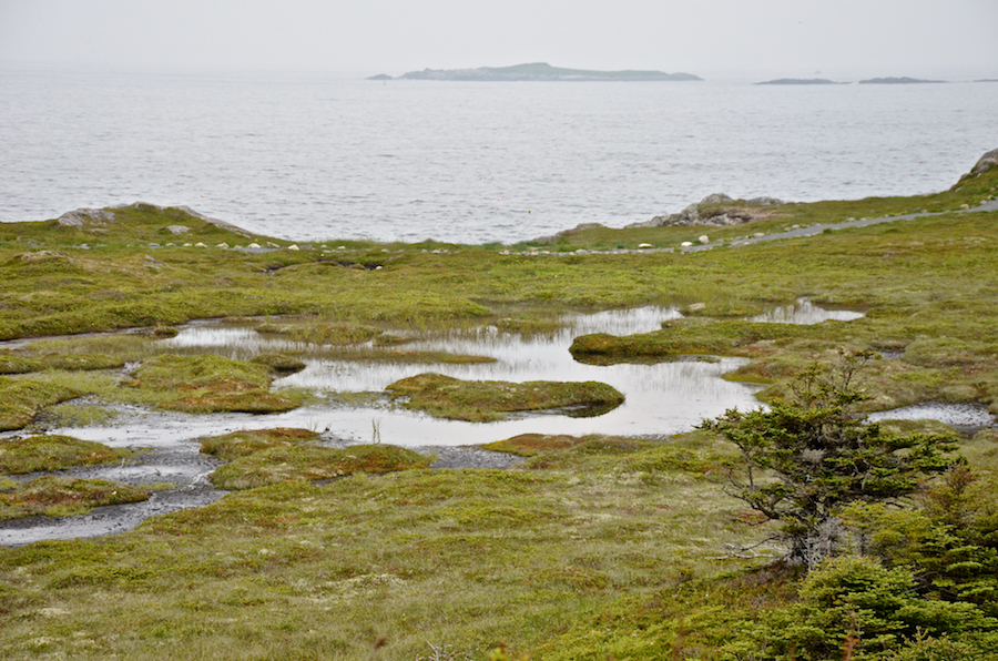 Looking across the central bog on Western Gun Landing Cove Head at Green Island