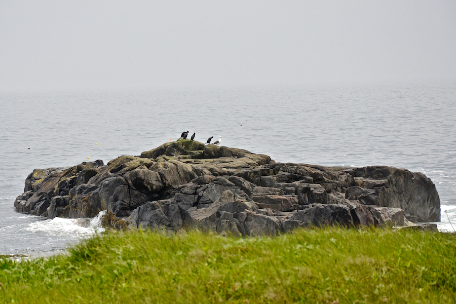 Cormorants and a gull on a rocky islet off Western Gun Landing Cove Head