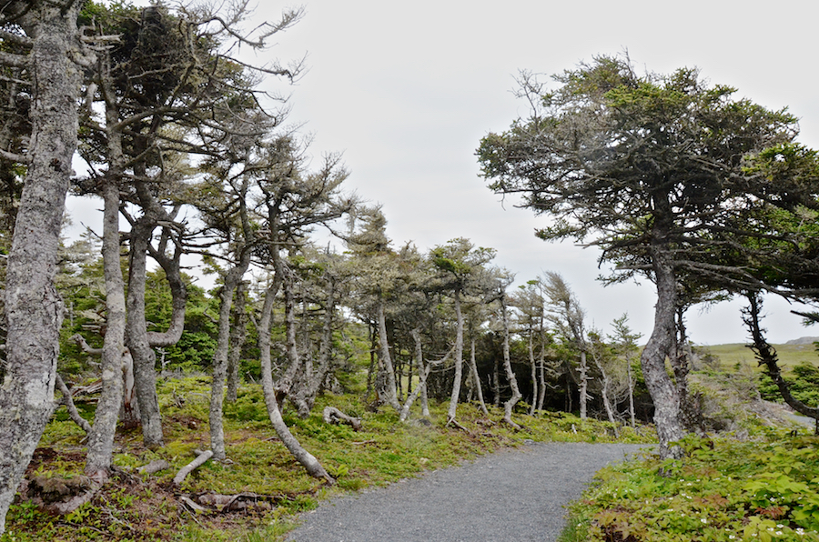 A stand of weather-beaten trees along the Louisbourg Lighthouse Trail