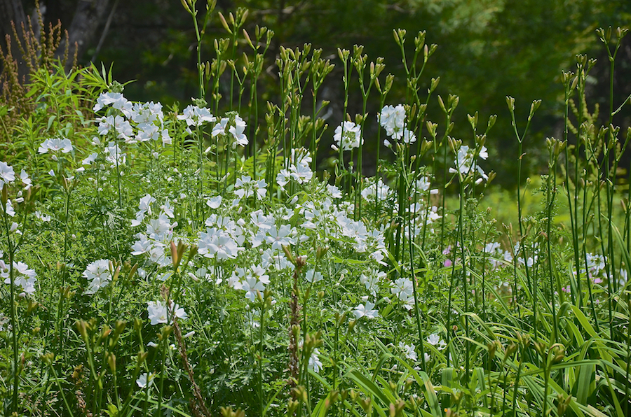 White musk mallow in bloom